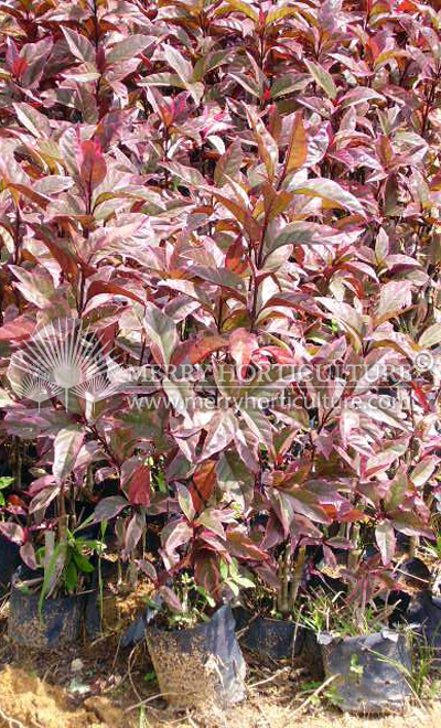 Pseuderanthenum reticulatum purple